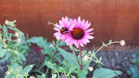 Pinke Blume mit Biene