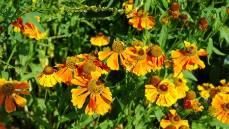 Bienen im eigenen Garten