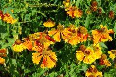 Bienen im eigenen Garten