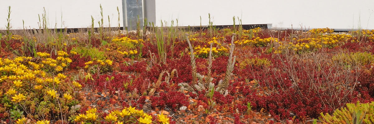 Dachbegrünung in tollen Herbstfarben.