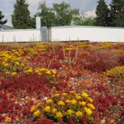 Dachbepflanzung in herbstlichen Farben.