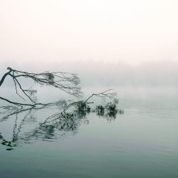 Ein umgekippter Baum liegt im See bei Nebel