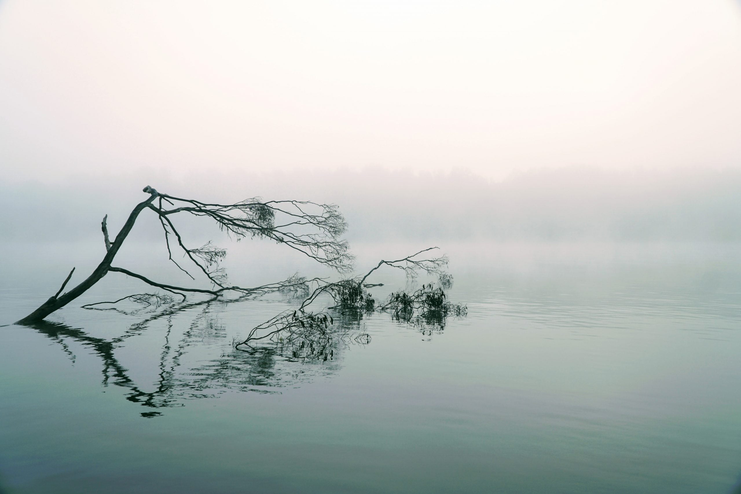 Ein umgekippter Baum liegt im See bei Nebel